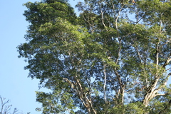 Balfourodendron riedelianum