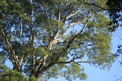 Balfourodendron riedelianum