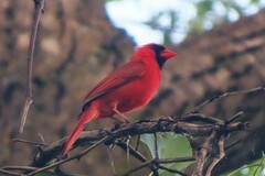 Cardinalis cardinalis