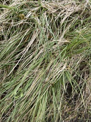 Carex glareosa