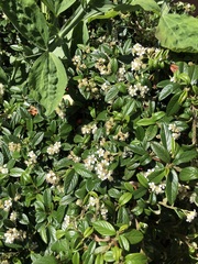 Cotoneaster salicifolius
