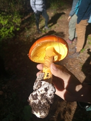 Amanita basii