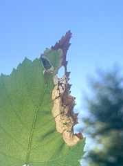 Phylloporia bistrigella
