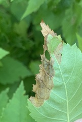 Phylloporia bistrigella