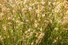 Juncus maritimus