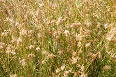 Juncus maritimus