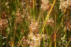 Juncus maritimus