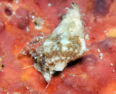 Plesiotrochus unicinctus