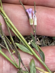 Boechera elkoensis