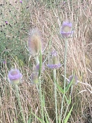 Dipsacus fullonum