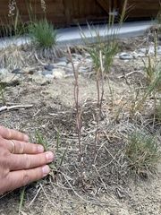 Boechera elkoensis