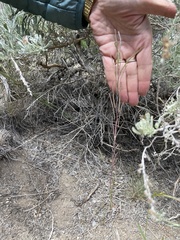 Boechera elkoensis