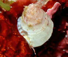 Plesiotrochus unicinctus
