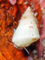 Plesiotrochus unicinctus