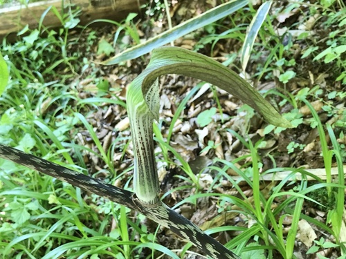 Arisaema iyoanum iNat (2)