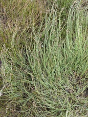 Carex glareosa