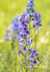 Delphinium cuneatum
