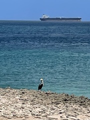 Pelecanus occidentalis occidentalis