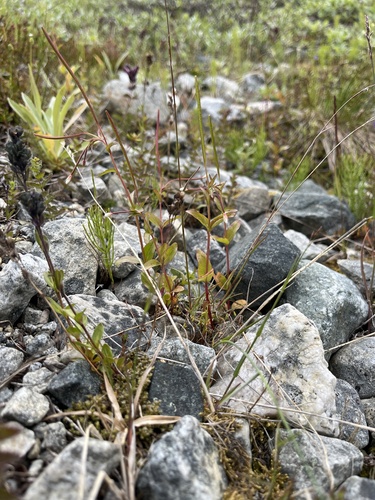 Milkflower willowherb (Epilobium lactiflorum)