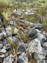 Epilobium lactiflorum