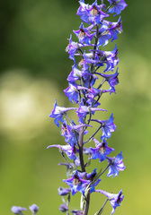 Delphinium cuneatum