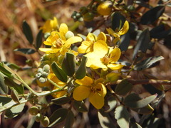 Senna artemisioides helmsii