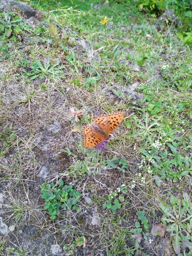 Photo of High Brown Fritillary (Argynnis adippe)