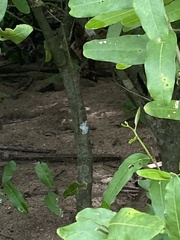 Hamadryas glauconome