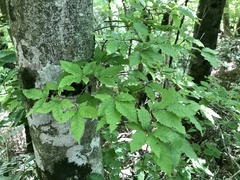 Fagus crenata