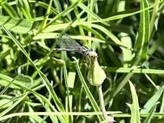 Ischnura perparva