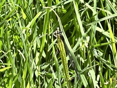 Ischnura perparva