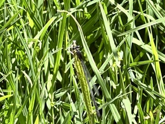 Ischnura perparva