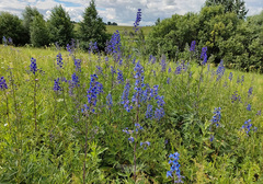 Delphinium cuneatum