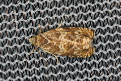 Phaecasiophora