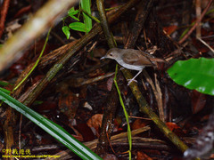 Pellorneum rostratum