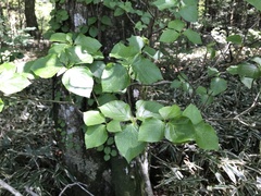 Rhododendron weyrichii