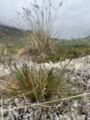 Festuca vivipara