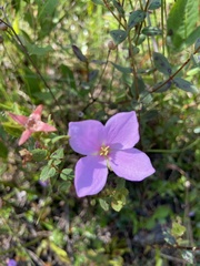 Rhexia petiolata