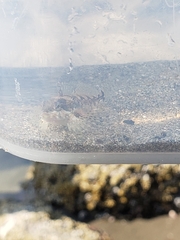 Clinocottus acuticeps