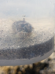 Clinocottus acuticeps