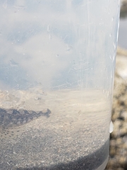 Clinocottus acuticeps