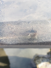 Clinocottus acuticeps