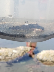 Clinocottus acuticeps