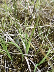 Carex stylosa