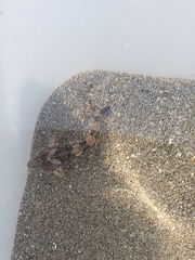 Clinocottus acuticeps