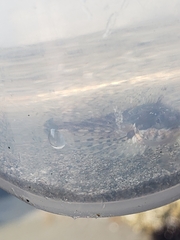 Clinocottus acuticeps