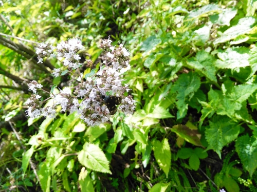 Obični mravinac (Origanum vulgare)