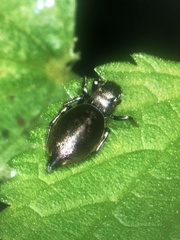 Heliophanus auratus