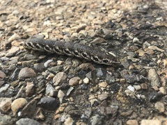 Proserpinus proserpina