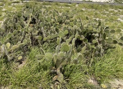 Opuntia caracassana